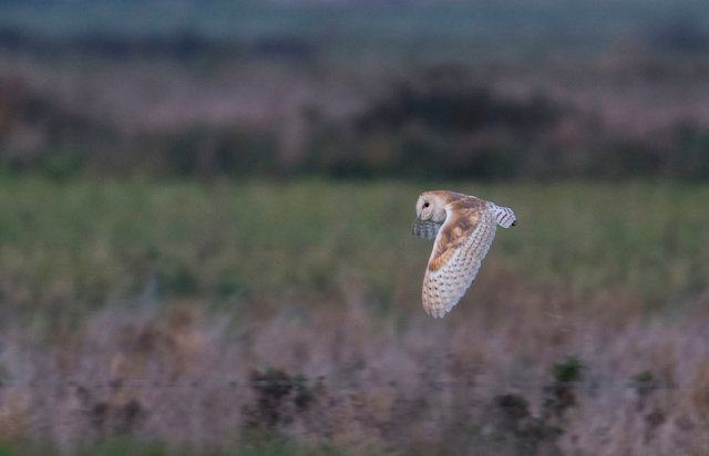 Barn Owl