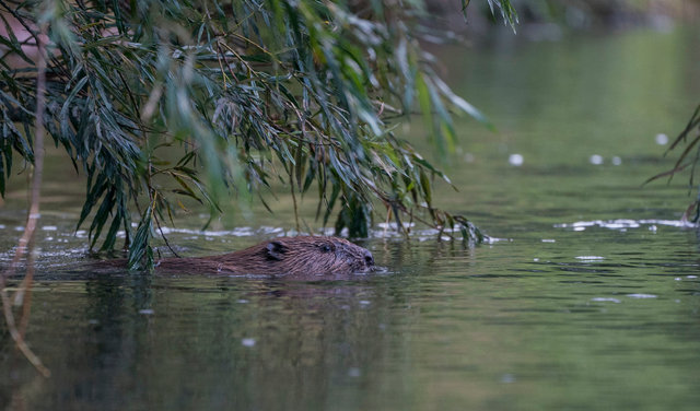 Beaver