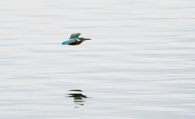 Kingfisher