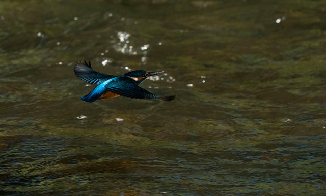 Kingfisher