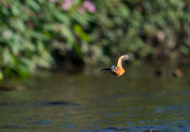 Kingfisher