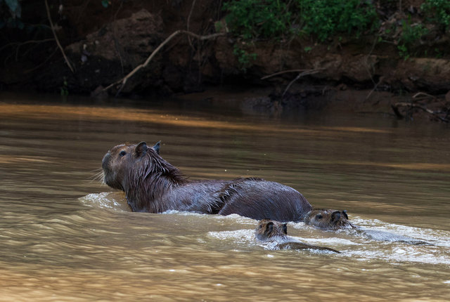 Capybara