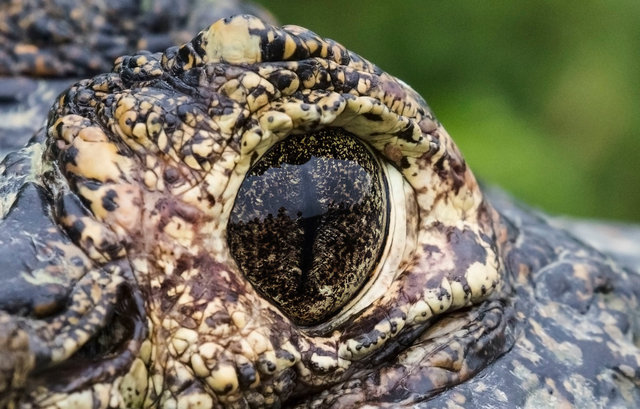 Yacare Caiman
