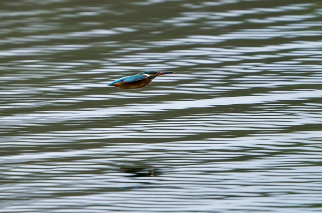 Kingfisher