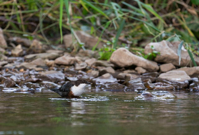 Dipper