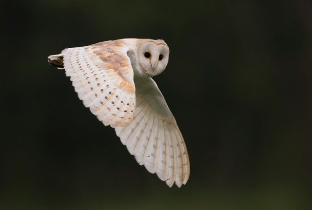 Barn Owl
