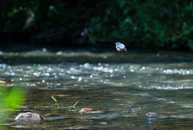 Kingfisher