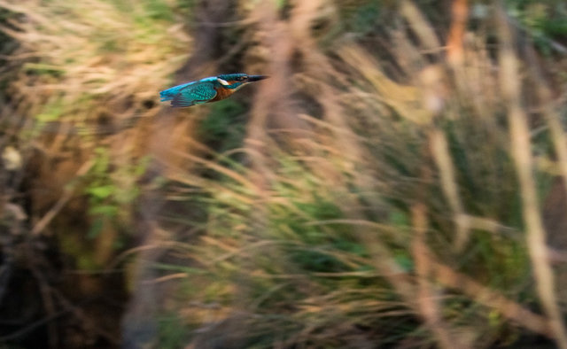 Kingfisher