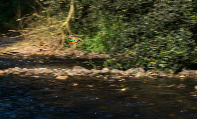 Kingfisher