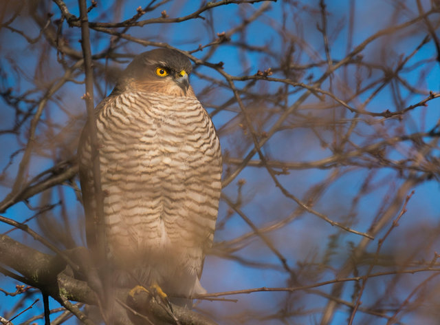 Sparrowhawk