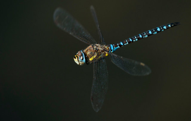 Southern hawker dragonfly
