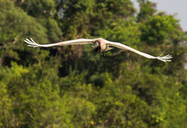 Jabiru