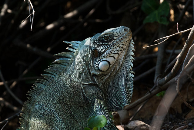 Green Iguana