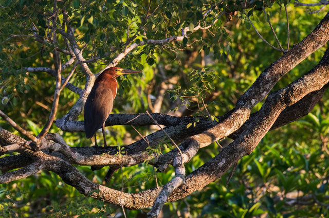 Rufescent Tiger Heron