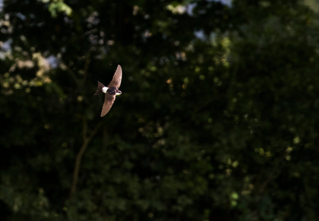 House Martin