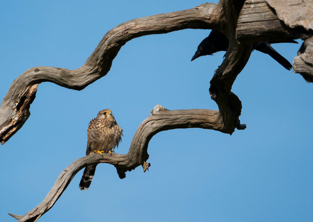 Kestrel and crow