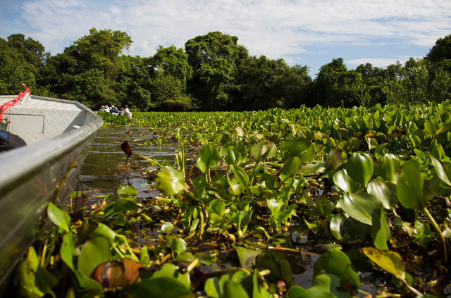 Water Hyacinth