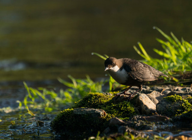 Dipper
