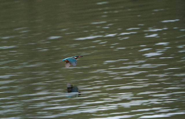 Kingfisher