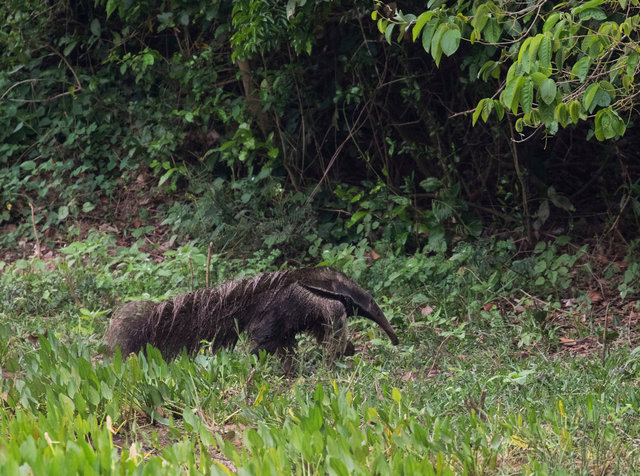 Giant Anteater