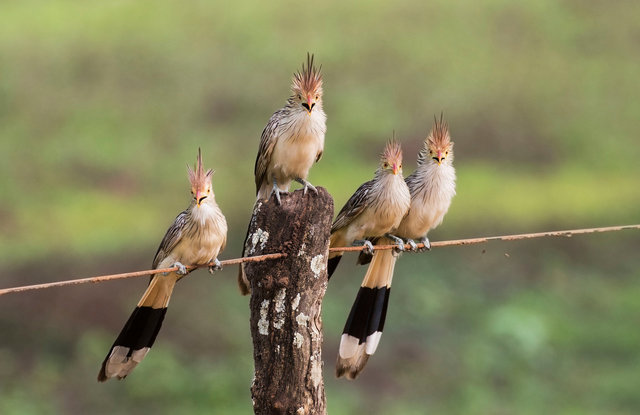 Guira Cuckoos