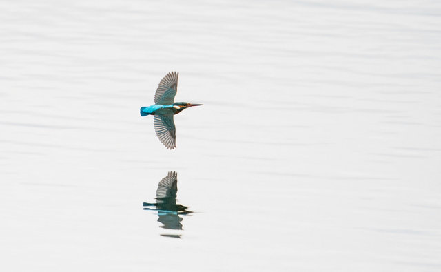 Kingfisher