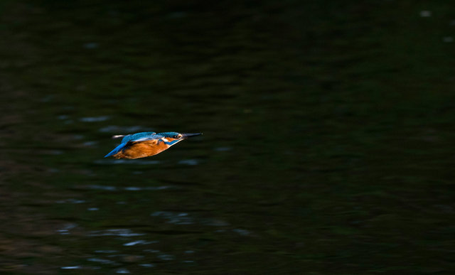 Kingfisher