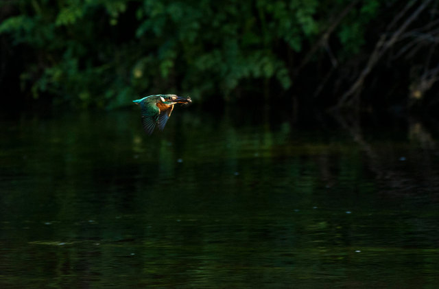 Kingfisher with fish