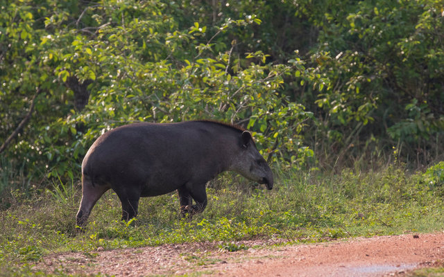 Brazilian Tapir
