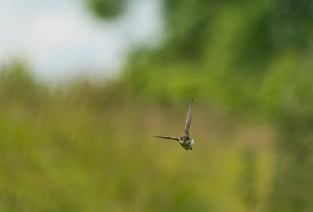 Sand Martin