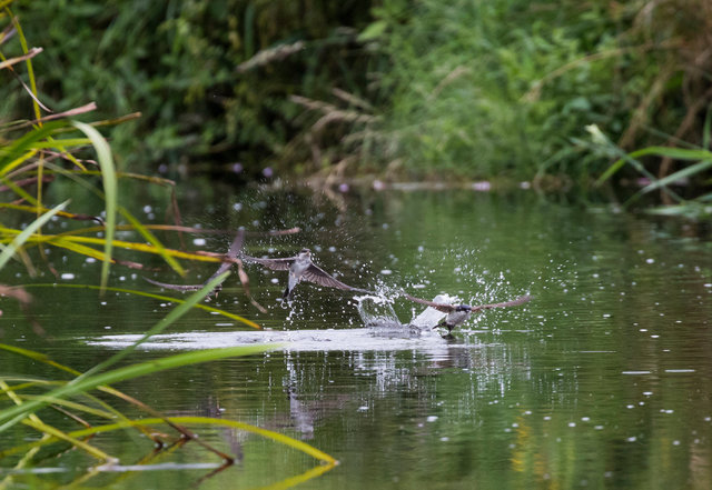 Young House Martins