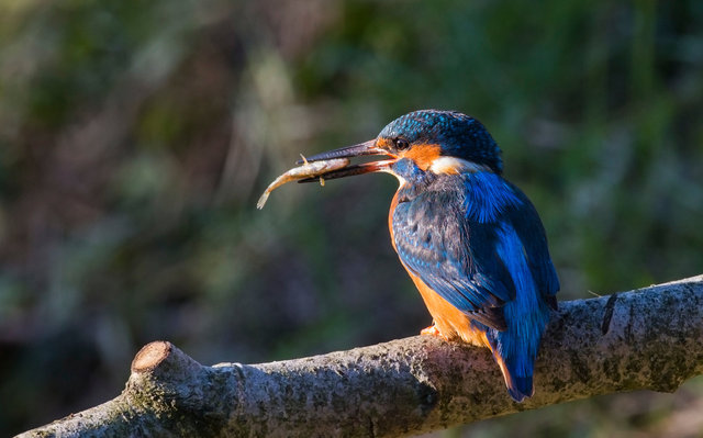 Kingfisher
