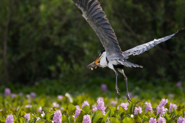 White-necked Heron