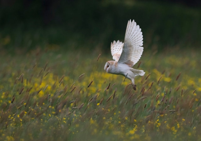 Barn Owl