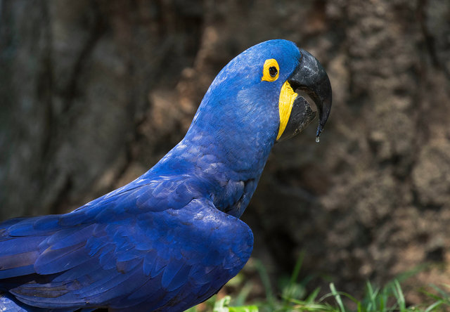 Hyacinth Macaw