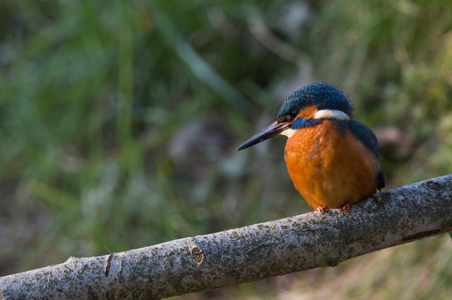 Kingfisher