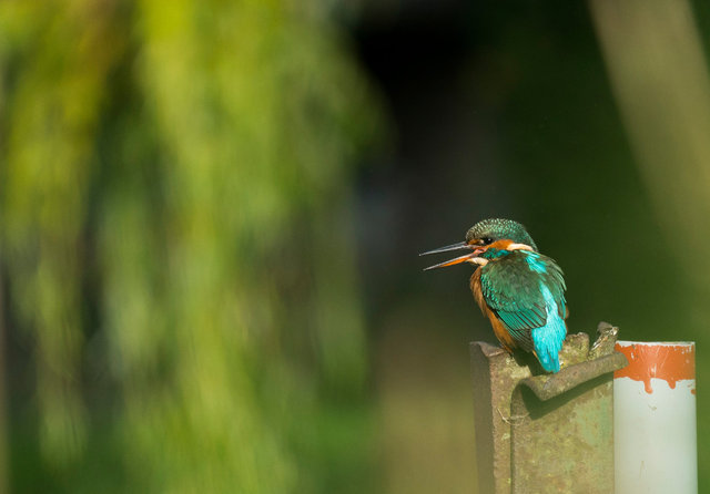 Kingfisher