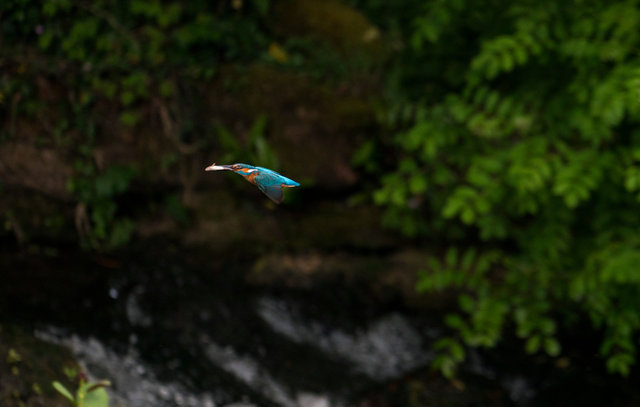 Kingfisher with fish