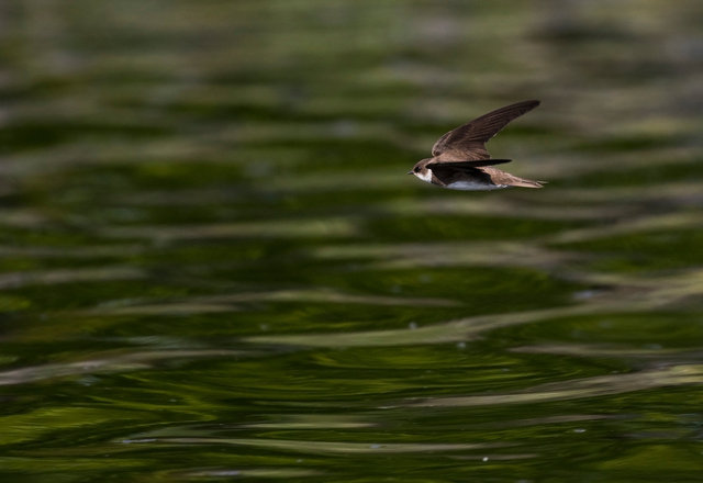 Sand Martin