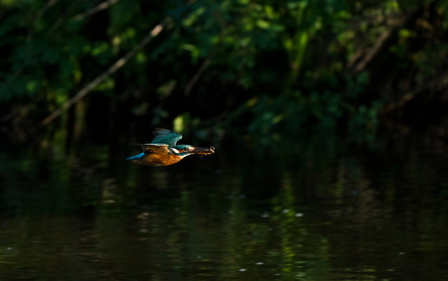 Kingfisher with fish