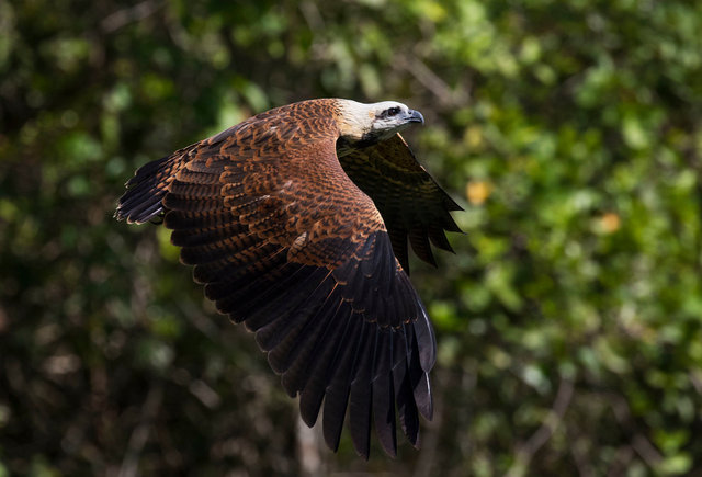 Black-collared Hawk