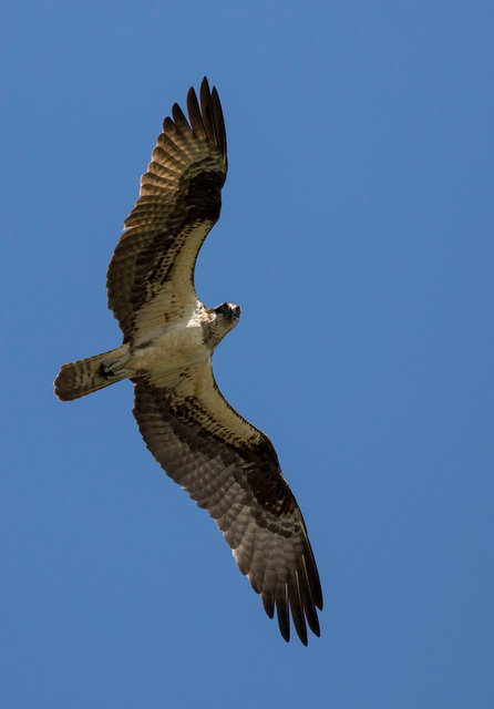 Osprey