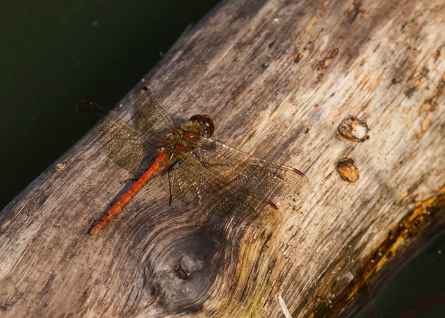 Common darter dragonfly