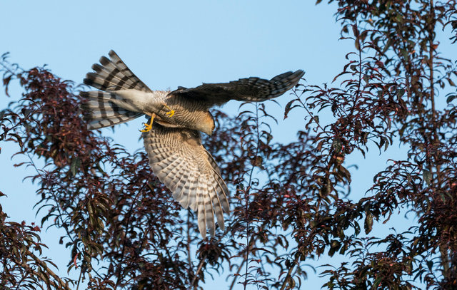 Sparrowhawk