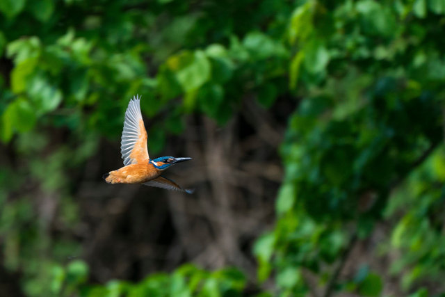 Kingfisher