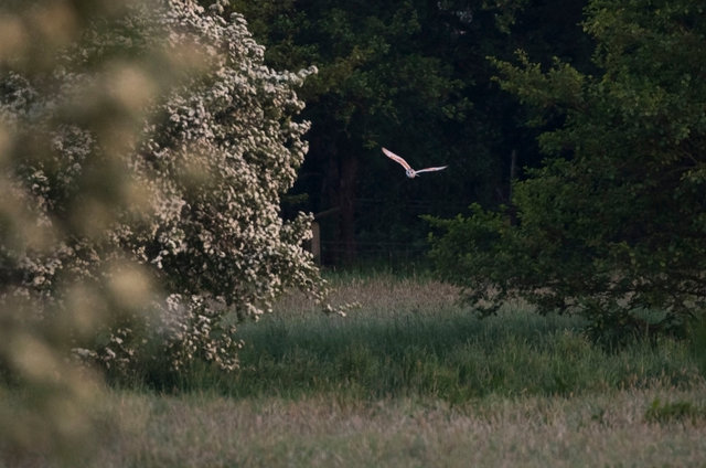 Barn Owl hunting over a meadow at dusk