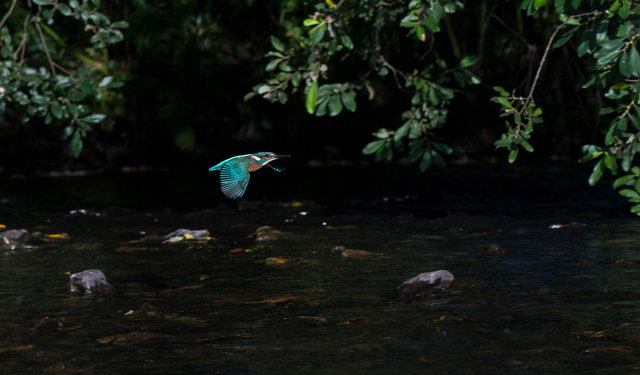 Kingfisher