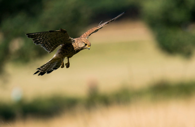 Kestrel