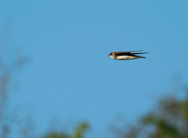 Sand Martin