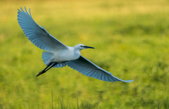 Little egret